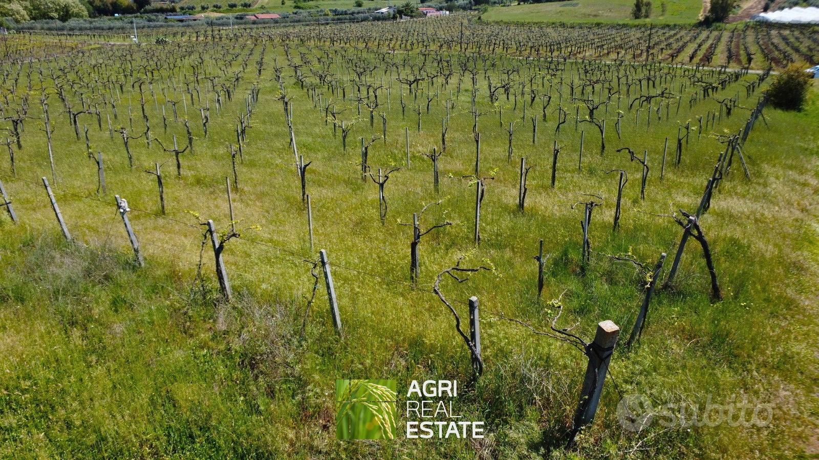 Vigneto di 3 ettari in zona DOC - Vista 5