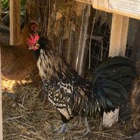 Galli aracauna e galli padovani