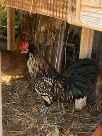 Galli aracauna e galli padovani