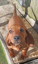 Cucciolo cane da caccia