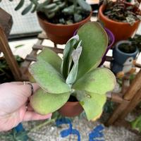 Piante grasse cactacee