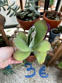 Piante grasse cactacee