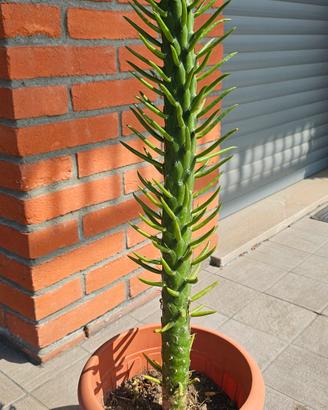 pianta grassa fico d'india subulato