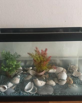 Acquario