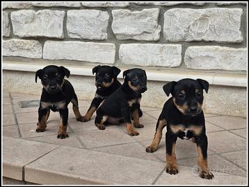 Cuccioli di Zwergpinscher Pincher