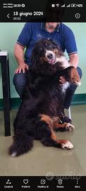 Ricerco famiglia per Bovaro del Bernese femmina