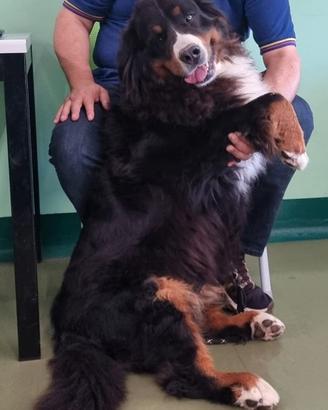 Ricerco famiglia per Bovaro del Bernese femmina