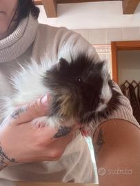 Cavie/maialini d India