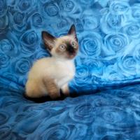 Cucciolo gattino Siamese senza pedigree