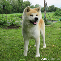 Akita inu maschio stallone