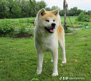 Akita inu maschio stallone