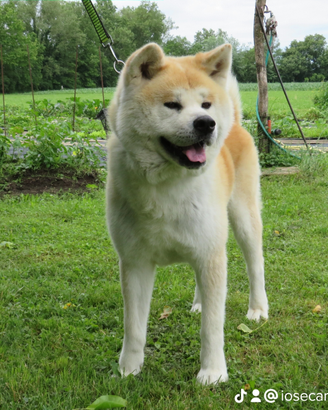 Akita inu maschio stallone