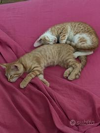 Gattini piu' di due mesi