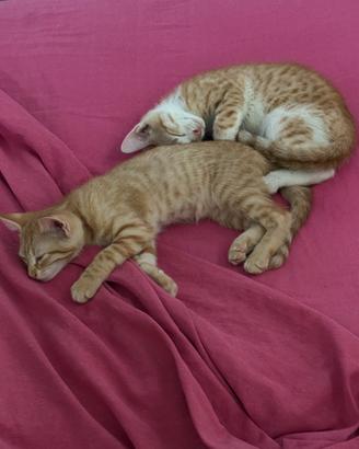 Gattini piu' di due mesi