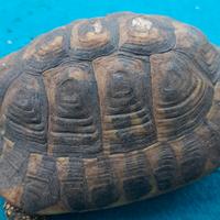 Tartaruga terra