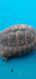 Tartaruga terra