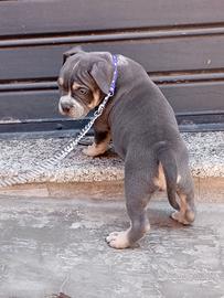 American bully pocket