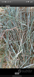 Fieno in rotoballe