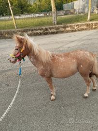 Pony femmina