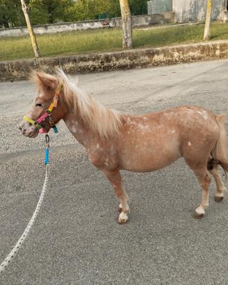 Pony femmina