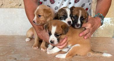 Cuccioli meticci