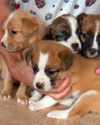Cuccioli meticci