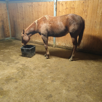 Quarter Horse pronto doma