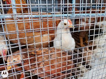 Pulcini di un mese e mezzo