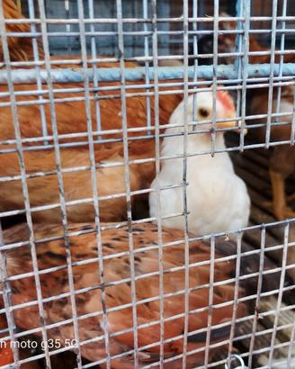 Pulcini di un mese e mezzo