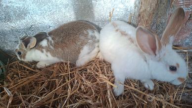 Coppiette conigli