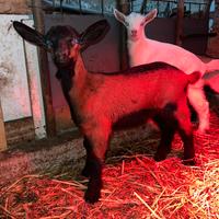 3 capretti saanen è camosciato originali