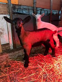 3 capretti saanen è camosciato originali