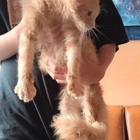 Maine Coon Cream Silver