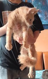 Maine Coon Cream Silver