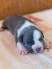 Cuccioli American Staffordshire terrier
