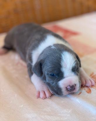 Cuccioli American Staffordshire terrier