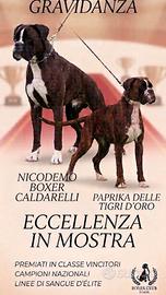 Cucciolo boxer Femmina