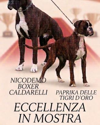 Cucciolo boxer Femmina