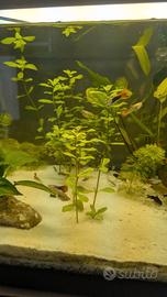 Guppy,pesci d'acquario