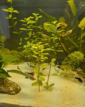 Guppy,pesci d'acquario