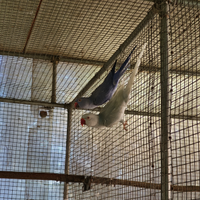 Parrocchetti dal Collare Dunn Fallow e Portatori