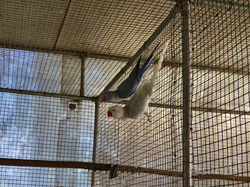 Parrocchetti dal Collare Dunn Fallow e Portatori