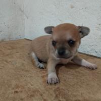 Cucciolo di chihuahua