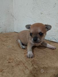 Cucciolo di chihuahua