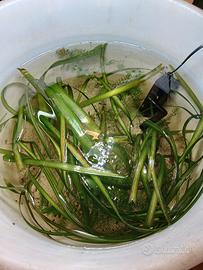 piante per acquario vallisneria