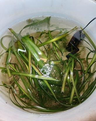 piante per acquario vallisneria