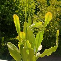 Pianta di Epiphyllum ibrid "King's Ramnson"