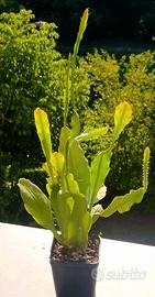 Pianta di Epiphyllum ibrid "King's Ramnson"