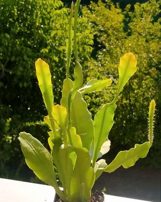 Pianta di Epiphyllum ibrid "King's Ramnson"