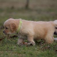 Golden retriver con pedigree